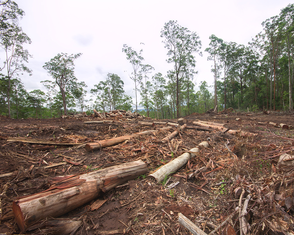 Invasive Species And Habitat Loss Our Biggest Biodiversity Threats