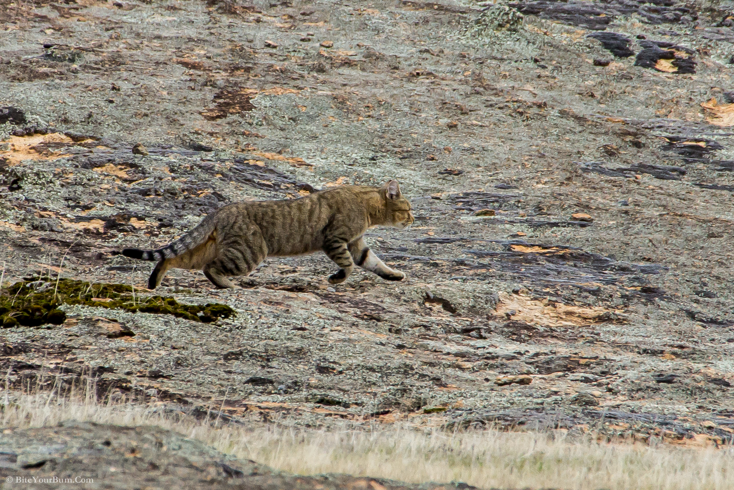 largest feral cat in australia