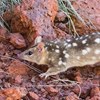 Better offsets for threatened species