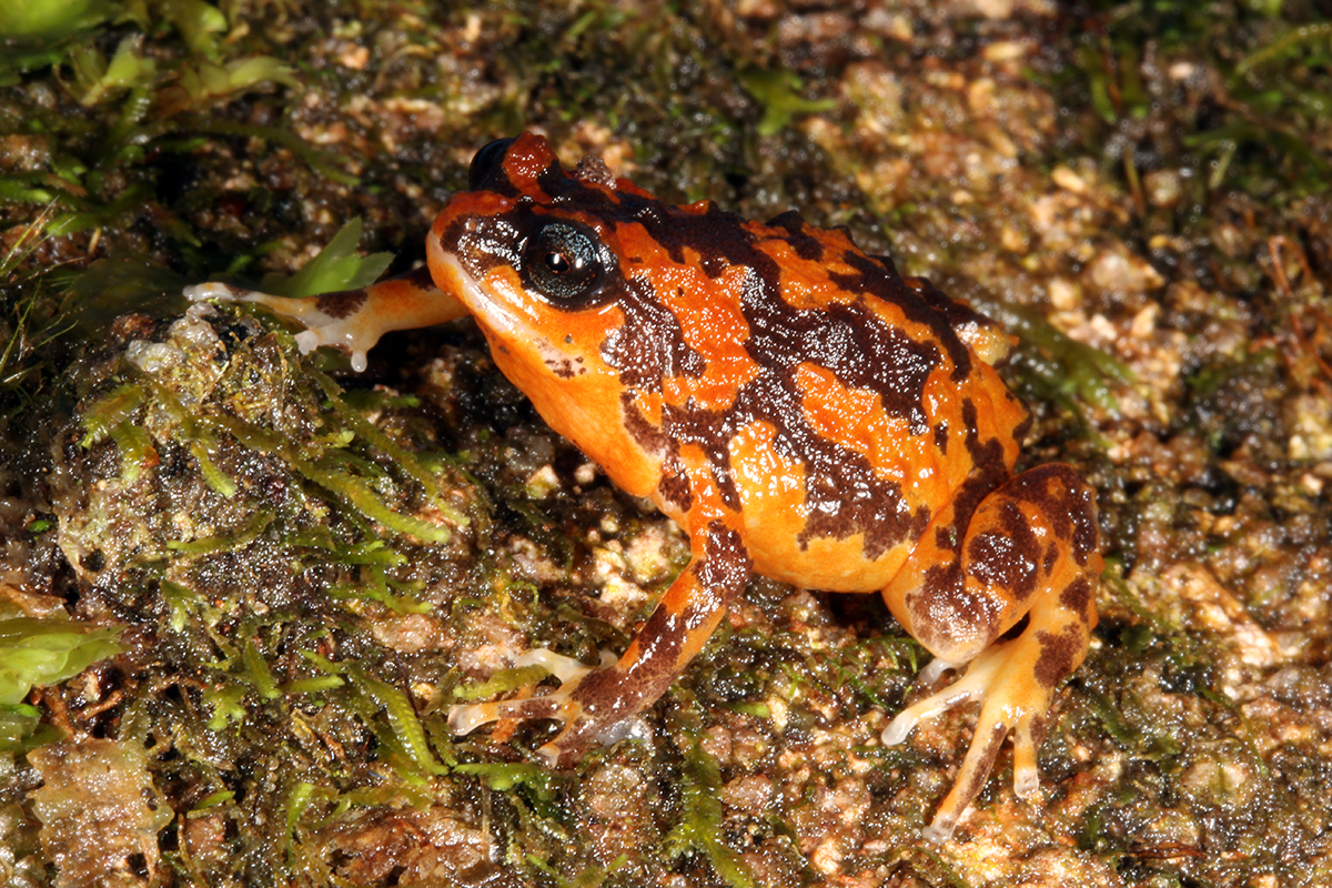 these-frogs-need-our-help-scientists-name-the-australian-frogs-at