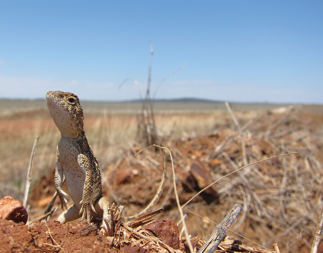 australian reptiles
