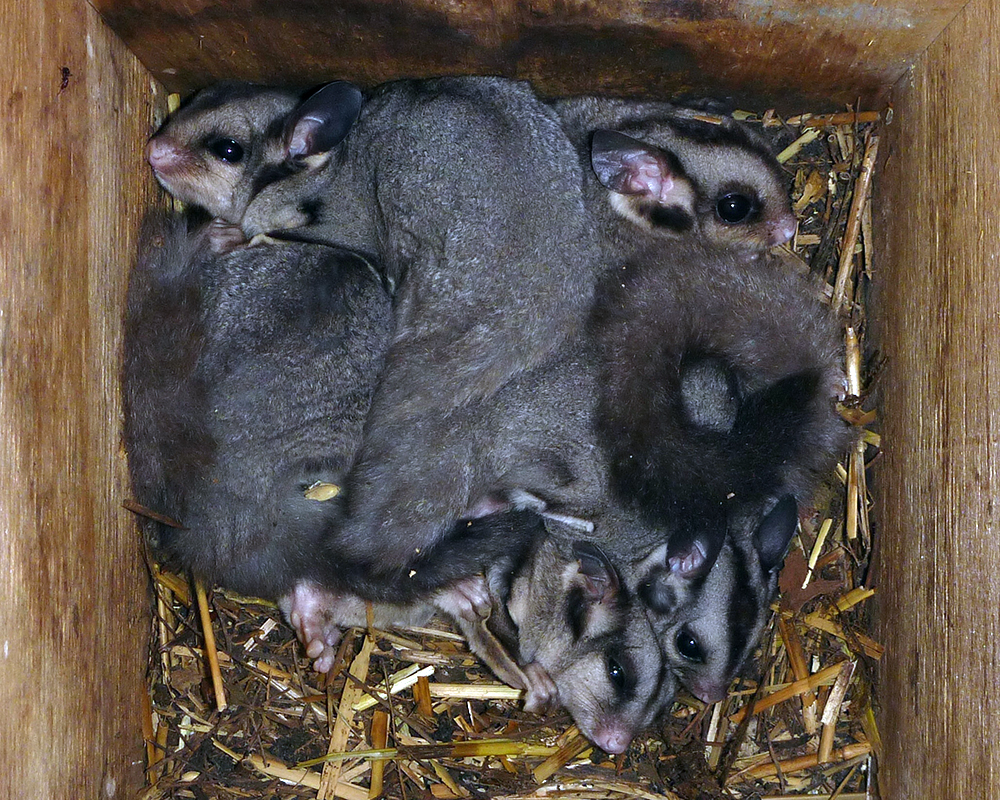 Sugar glider 2024 nesting pouch