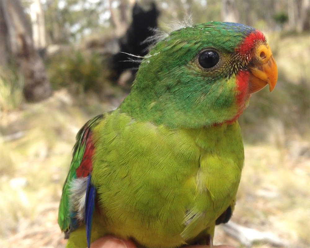 Saving The Swift Parrot